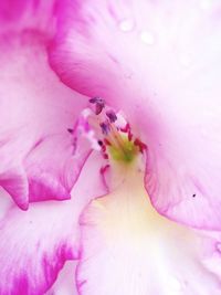 Close-up of pink flower