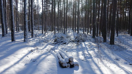 Snow covered land and trees in forest