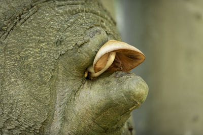 Close-up of snail on tree trunk