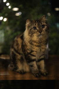 Portrait of cat sitting on floor
