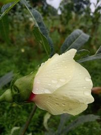 Close-up of water drops on leaf