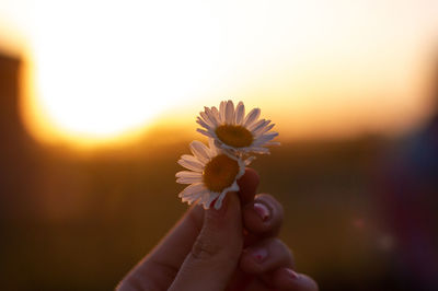 Close-up of hand holding flowering plant at sunset