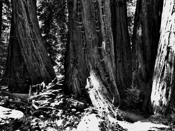 Trees in forest