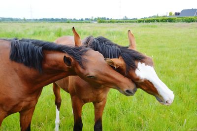 Horses in a field