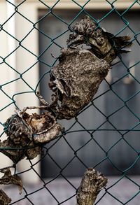 Close-up of bird on chainlink fence