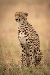 Cheetah sitting on field in zoo