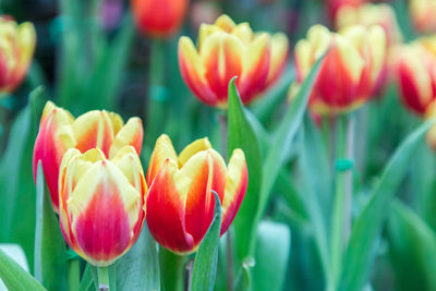 Close-up of tulips blooming in park