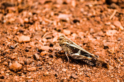 Close-up of lizard