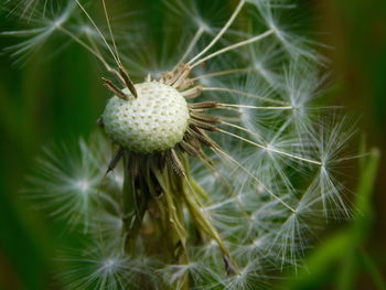 Close-up of dandelion on plant