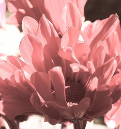 Close-up of pink flowers