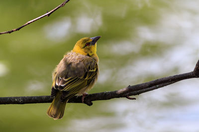 Low angle view of bird perching on branch