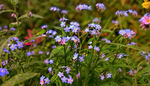 Close-up of purple flowering plants in park