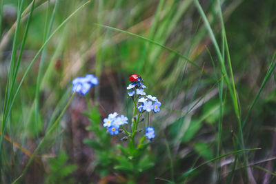 Close-up of insect on purple flowering plant. forget-me-not flower and ladybug. 