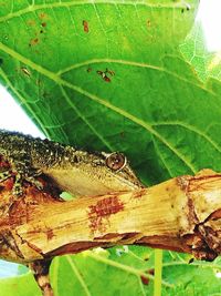 Close-up of lizard on tree