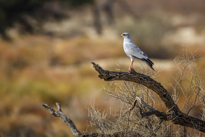 Close-up of bird perching on branch