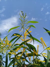 Low angle view of plant against sky