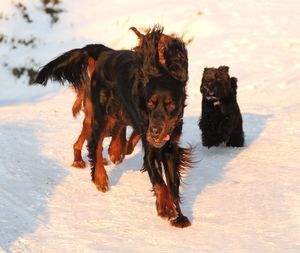 Dogs running on snow covered land