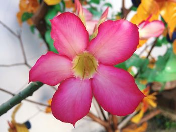 Close-up of pink flowers