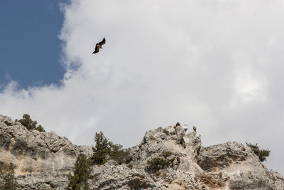 Low angle view of bird flying against sky