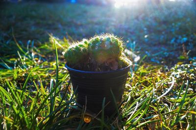 Close-up of cactus plant on field