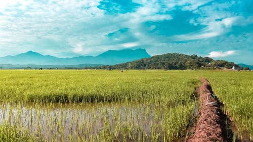 Scenic view of agricultural field against sky