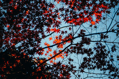 Low angle view of maple tree against sky