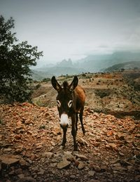 Horse standing in a field