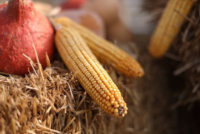 Close-up of corns on hay at farm