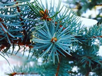 Close-up of pine tree