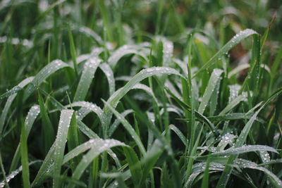 Close-up of wet grass during rainy season