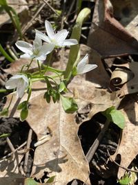 Close-up of white flowering plants on field