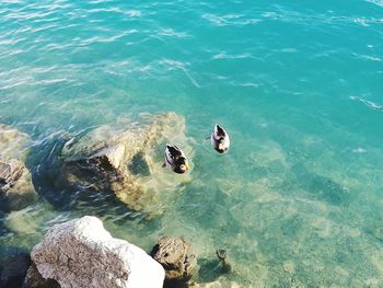 High angle view of ducks