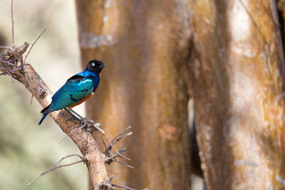 Close-up of bird perching on tree trunk