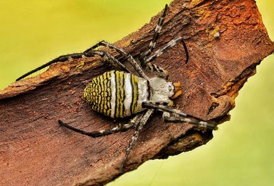 Close-up of butterfly on tree trunk