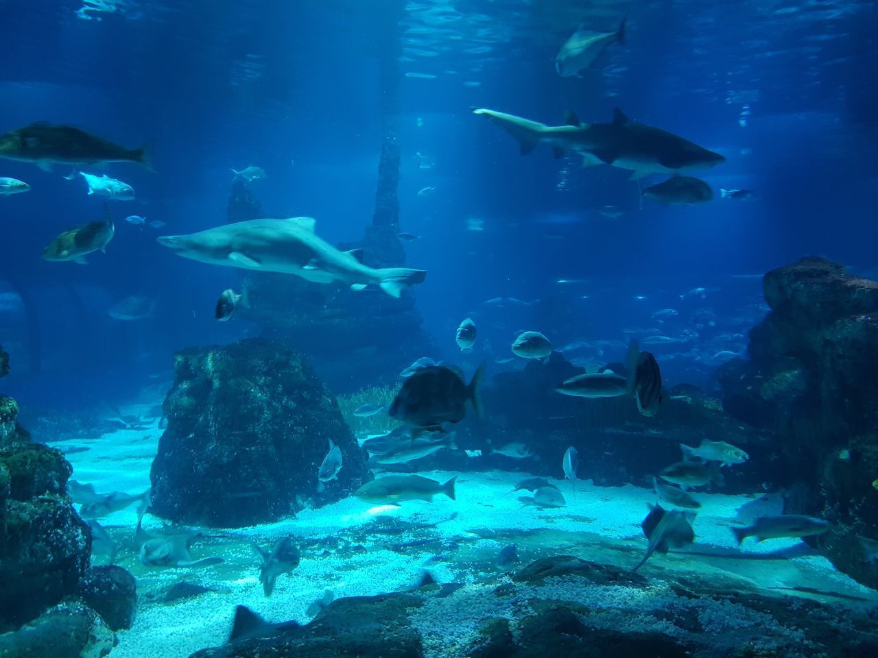 SCHOOL OF FISH SWIMMING UNDERWATER