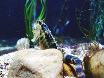 Close-up of fish swimming in sea