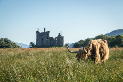Highland cattle grazing near old castle