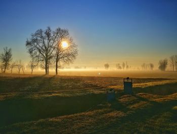 Bare tree on field against clear sky