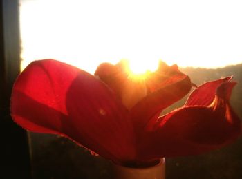 Close-up of red flower