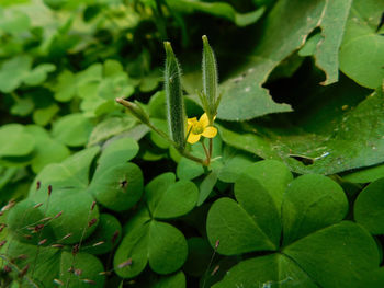 Close-up of insect on plant