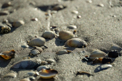 Close-up of shells on beach