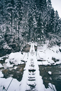 High angle view of trees on snow