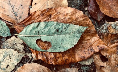 High angle view of dry maple leaf on land