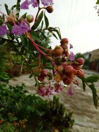 Close-up of flowers blooming on tree