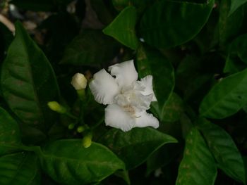 Close-up of white flower