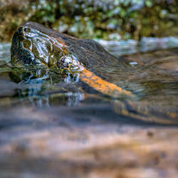 Close-up of crocodile in the lake