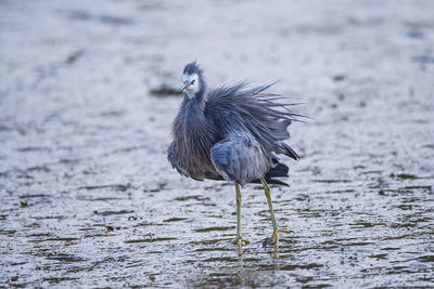 Close-up of bird perching on lake