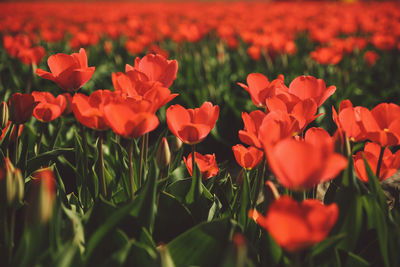 Close-up of red flowers blooming in field