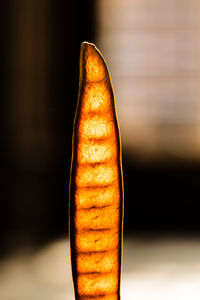 Close-up of dried leaf against dark background