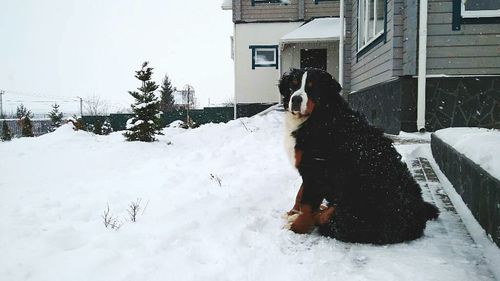 Man with snow covered house in winter